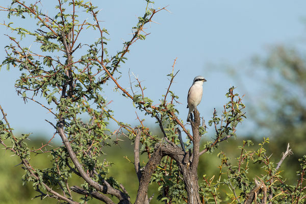 22.03. Bwabwata NP: Lesser grey shrike (Lanius minor)