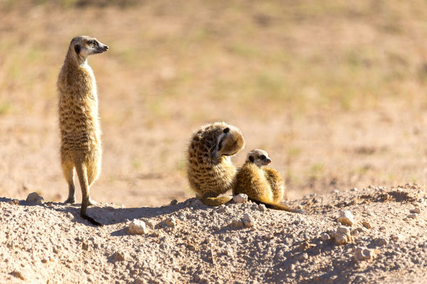 05.03. Morning Drive in Richtung Twee Rivieren: Erdmännchen (Suricata suricata)