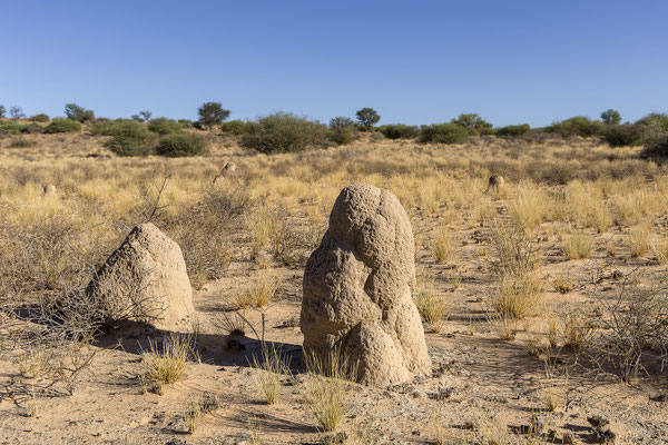 07.03. Termitenhügel