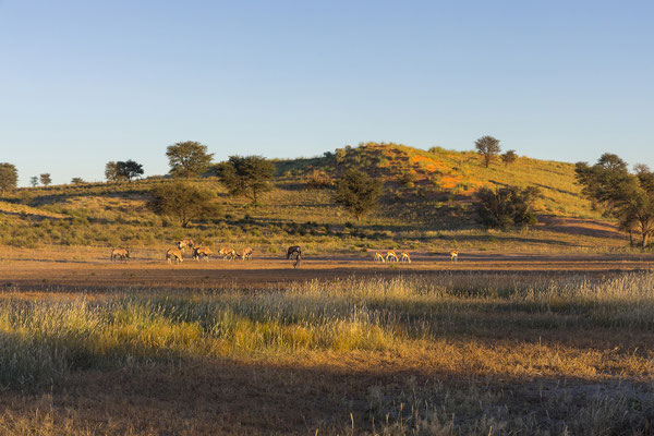 06.03. Wir mögen das schöne Licht in der Früh, auch ganz ohne großartige Sichtungen.