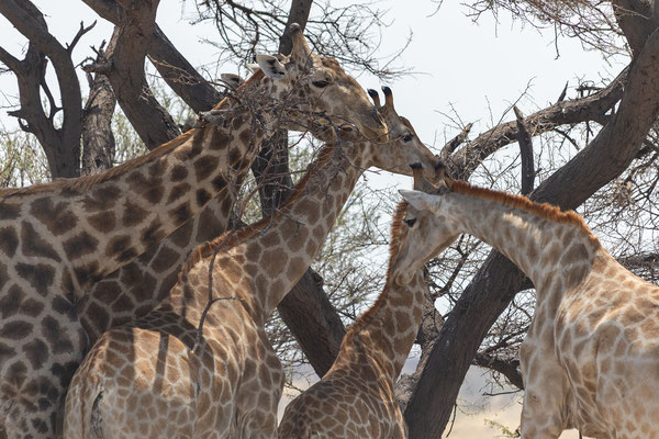 03.10. Giraffen (Giraffa camelopardalis)