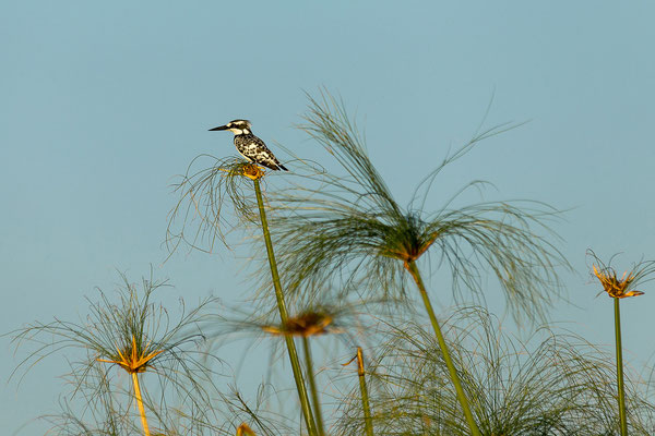 20.03. Morning Cruise: Pied kingfisher (Ceryle rudis)