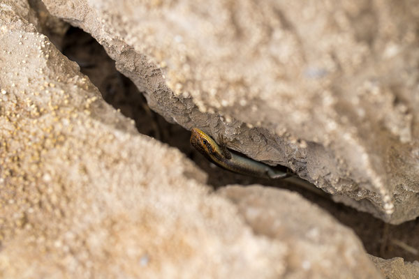 24.03. Hoba Meteorit: Mabuya sp.