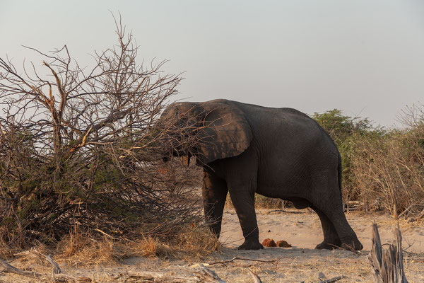 05.10. Makgadikgadi NP: Elefant (Loxodonta africana)