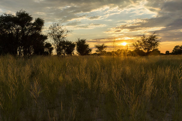 13.03. Zum Morning Drive machen wir uns auf den Weg Richtung Piper Pan.