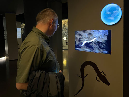 04.06. In Sloweniens Karsthöhlen leben mehr als 150 Tierarten. Die größte ist der Grottenolm (Proteus anguinus). 