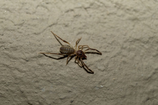 08.03. Auf unserer Campsite verspeisen wir den restlichen Damper von gestern und freuen uns über eine junge Solifuge. Besser als jede Löwensichtung! 