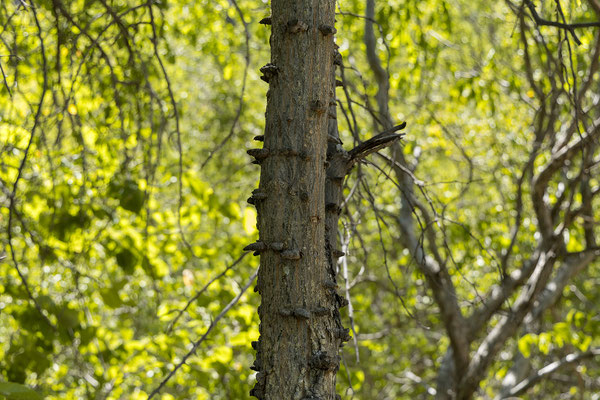 19.03. Tsodilo Hills 