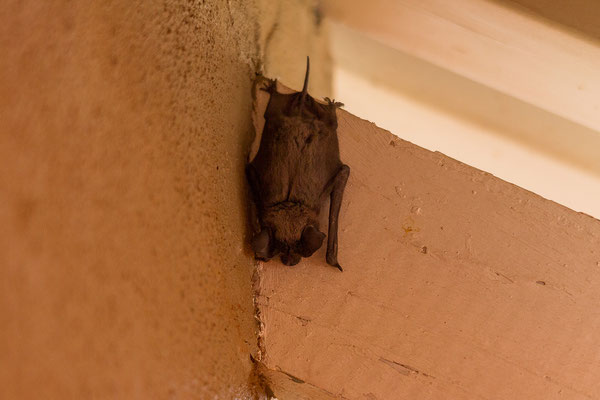 01.03. Bagatelle Kalahari Game Ranch: wir freuen uns über die Fledermaus am Bad.