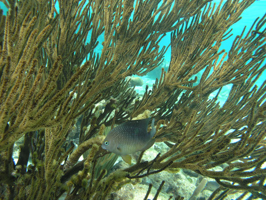 Schnorcheln in den Tobago Cays