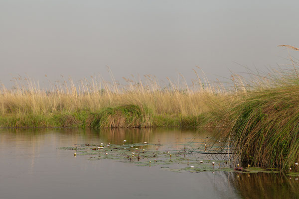 9.10. Moremi GR - Bootstour ab 3rd Bridge: White water lily (Nymphaea lotus)