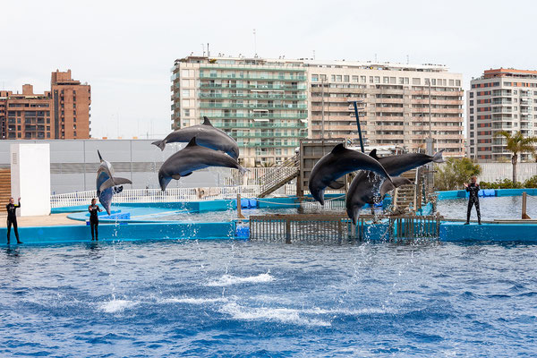 01.04. L’Oceanogràfic