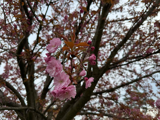 13.04. Kirschblüte Rosenhain