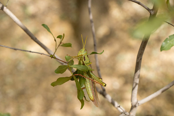 24.03. Auch rund um den Meteoriten gibt es viel zu entdecken.