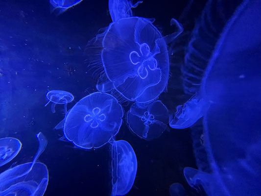 Océanarium Le Croisic