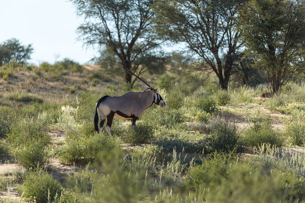 05.03. Unser Evening Drive bleibt recht ereignislos.