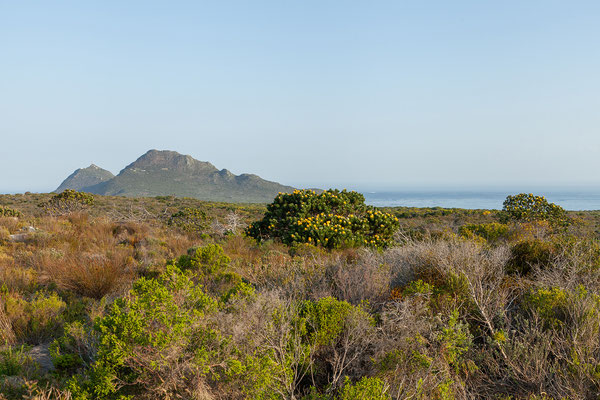 16.10. Cape Peninsula: Nach gut 7 Stunden im Park machen wir uns auf den Rückweg. 