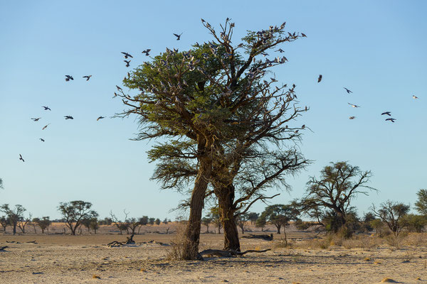 07.03. Die Tauben sind überall.