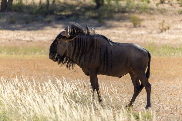 05.03. Morning Drive in Richtung Twee Rivieren: Gnu (Connochaetes taurinus)