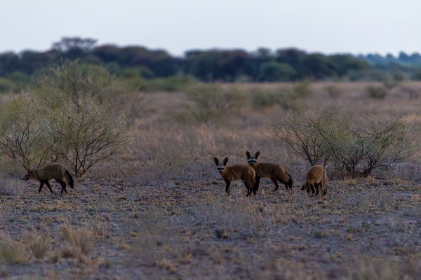 16.03. Morning Drive: Löffelhunde (Octocyon megalotis)