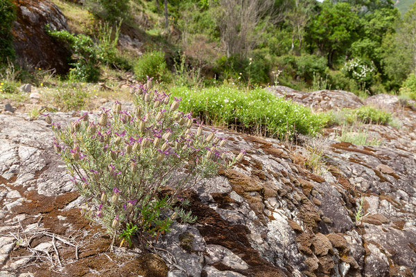 02.06. Rastplatz am Fango; Lavandula stoechas - Schopf-Lavendel