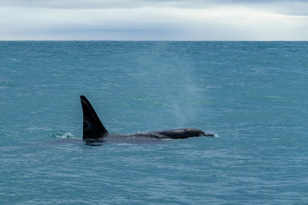 Orcas (Orcinus orca)