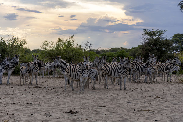 16.03. Makgadikgadi NP: Steppenzebra (Equus quagga burchellii)