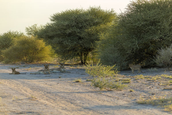 15.03. Um 6:30 starten wir zum Morning Drive und treffen bald auf 2 Löwinnen mit 4 Cubs.