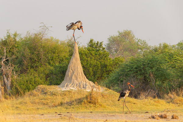 8.10. Moremi GR - Morning Drive: Saddle-billed stork (Ephippiorhynchus senegalensis)