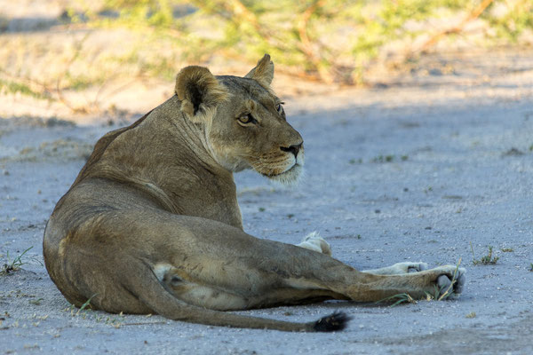 15.03. Morning Drive: Löwen (Panthera leo)