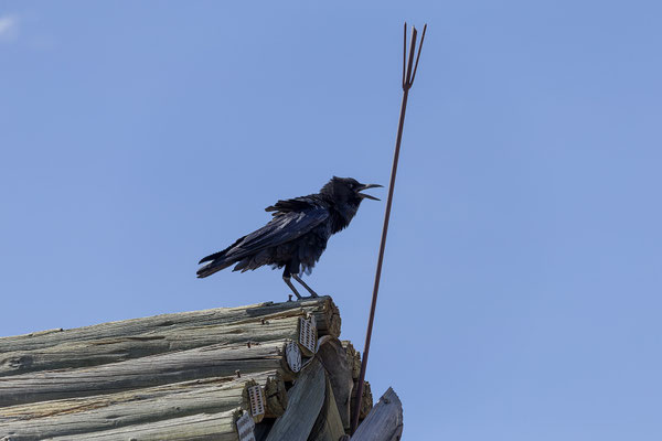 10.03. Mpayathutlwa 01 Campsite: Cape crow (Corvus capensis)