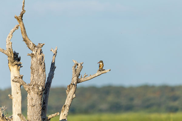 22.03. Bwabwata NP: Grey-headed kingfisher (Halcyon leucocephala)