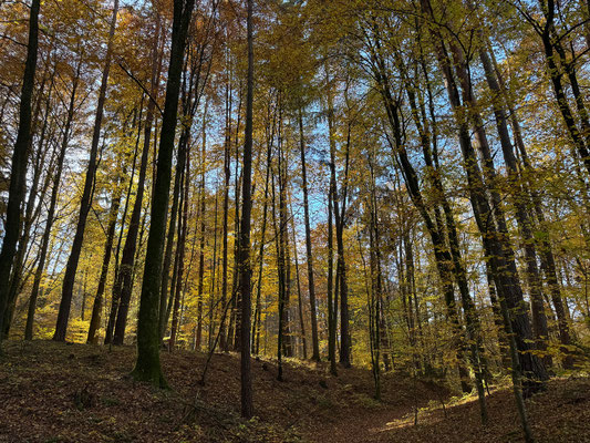 01.11. Fernitz