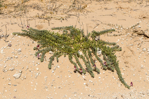 06.03. Devil's claw (Harpagophytum procumbens procumbens)