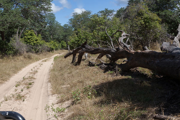 26.4. Bwabwata NP/Kwando Core Area; Der Kwando ist ein 1500km langer Nebenfluss des Sambesi; als Cuando entspringt er in Angola, fließt nach SE, dann folgt ihm die Grenze zu Sambia bis er die Sambesi Region durchfließt. 