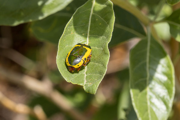 26.03. Südafrikanischer Fruchtkäfer (Pachnoda sinuata)