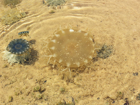 in den Mangroven zuhause: Upside Down Jellyfish (Mangrovenqualle)