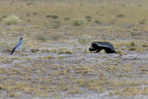 14.03. Morning Drive: Honigdachs auf der Jagd!