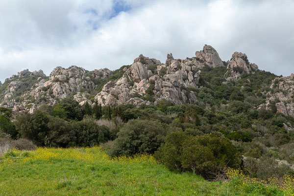 27.03. Die Region um Calangianus und Aggius ist bekannt für ihre Korkeichenwälder.