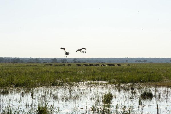 22.03. Bwabwata NP: Büffel (Syncerus caffer)
