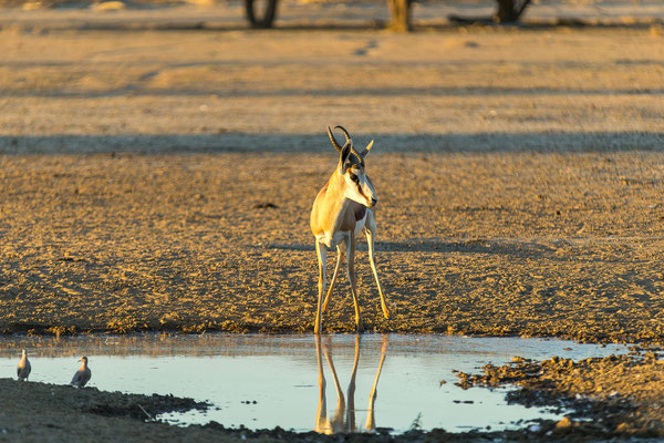 06.03. Unser Evening Drive bei Polentswa bringt eine malerische Abendstimmung (Springbock, Antidorcas marsupialis)