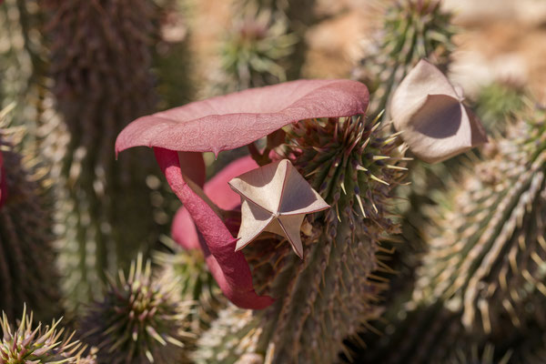 02.03. Unterwegs zum Red Dune Camp: Hoodia gordonii