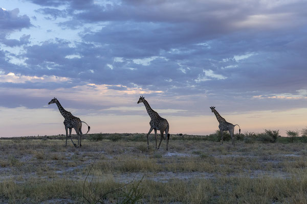 14.03. Morning Drive: Giraffe (Giraffa camelopardalis)