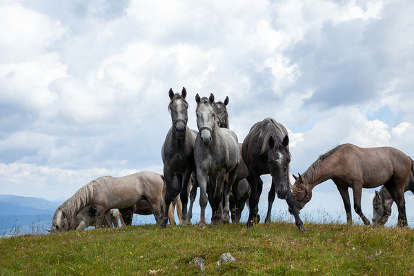 Lippizaner Sommerweide