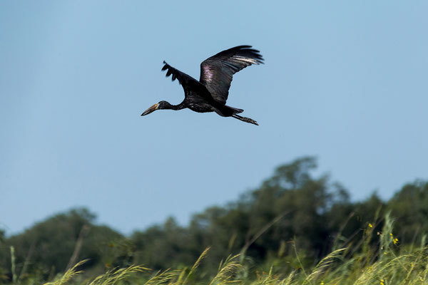19.03. Bootstour: African openbill (Anastomus lamelligerus)