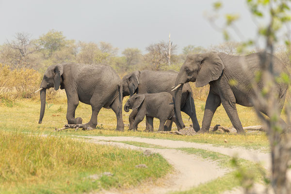 7.10. Moremi GR - unterwegs nach 3rd Bridge: weit gefehlt: eine riesige Elefantenherde (Loxodonta africana)
