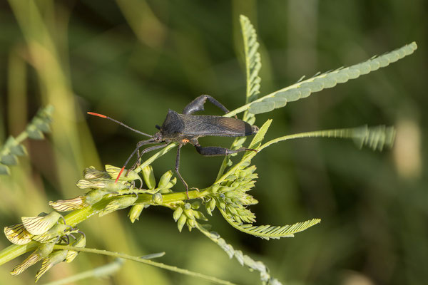 25.03. Auf dem Weg zum Waterberg: Raubwanze (Acanthocephala sp.)