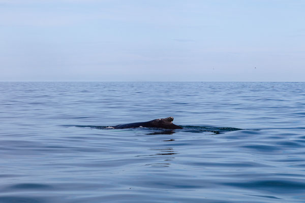 30.07.  Special Tours Whalewatching: Buckelwal 