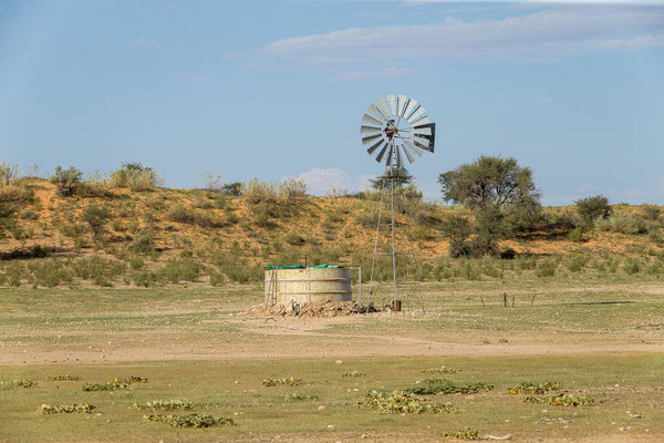 03.03. Entlang der Landesgrenzen innerhalb des KTP gibt es keine Zäune, die Wildtiere können sich frei bewegen.