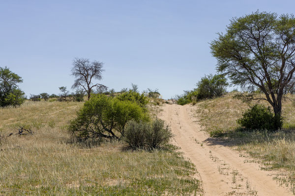 09.03. Nossob - Mabua